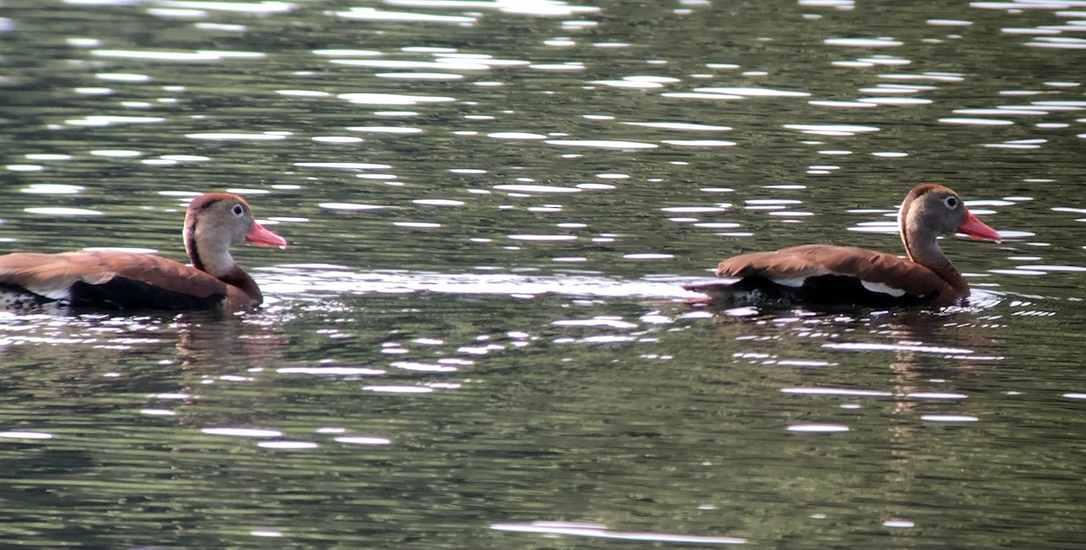 Black-bellied Whistling-Duck - ML593310371