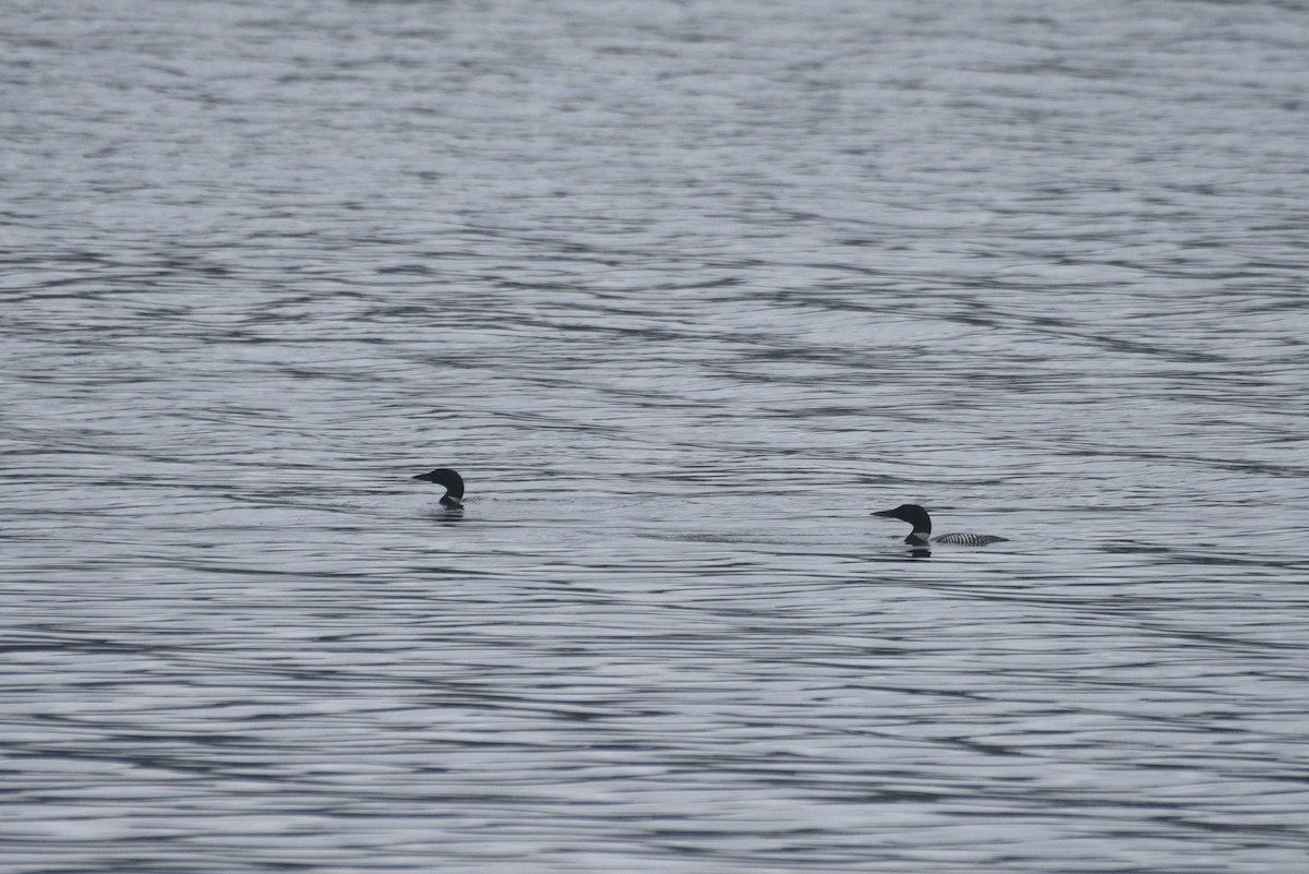 Common Loon - ML593310401