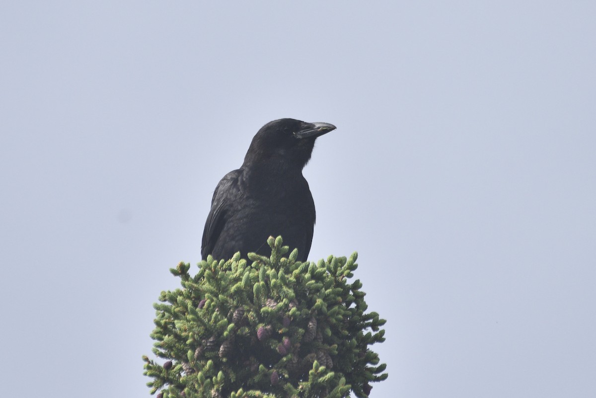 American Crow - ML593310551