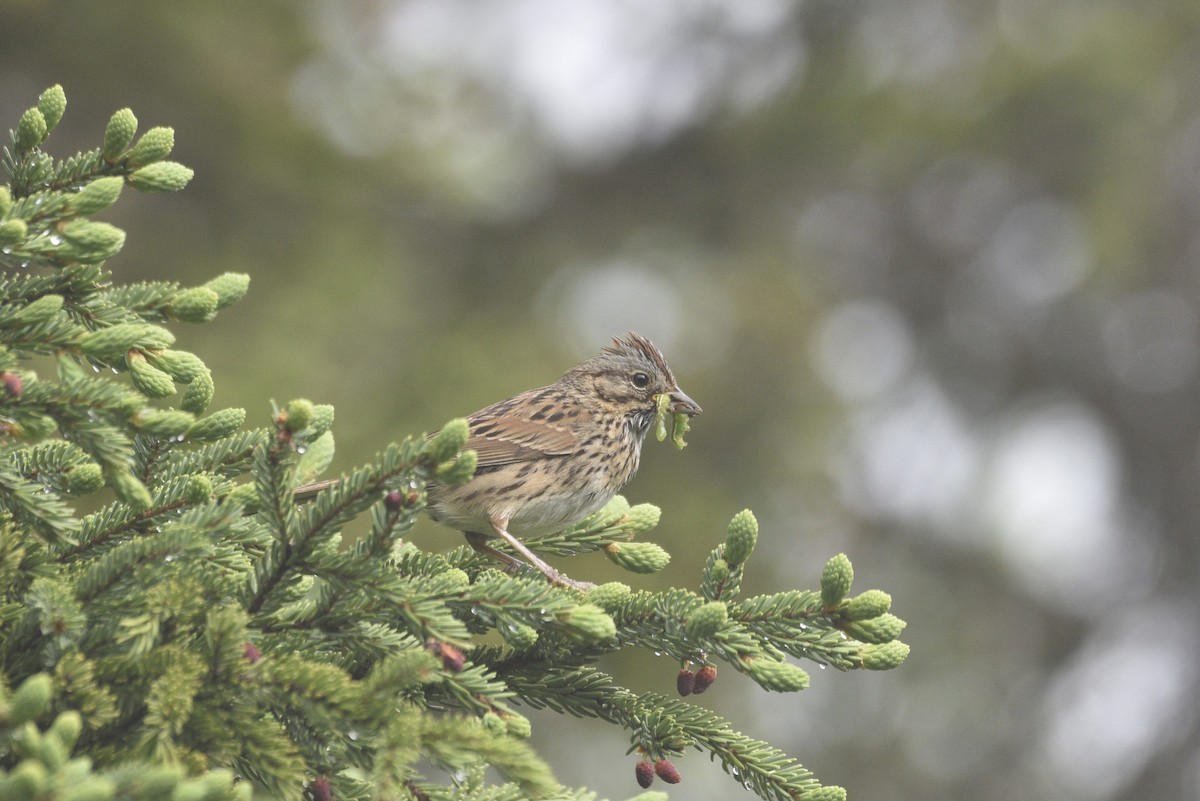 Lincoln's Sparrow - ML593310741