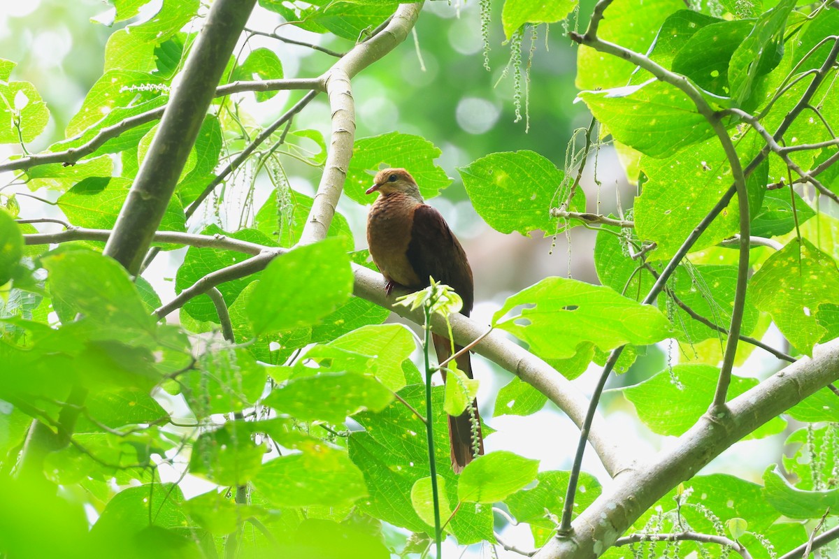 Sultan's Cuckoo-Dove (Sulawesi) - ML593311531