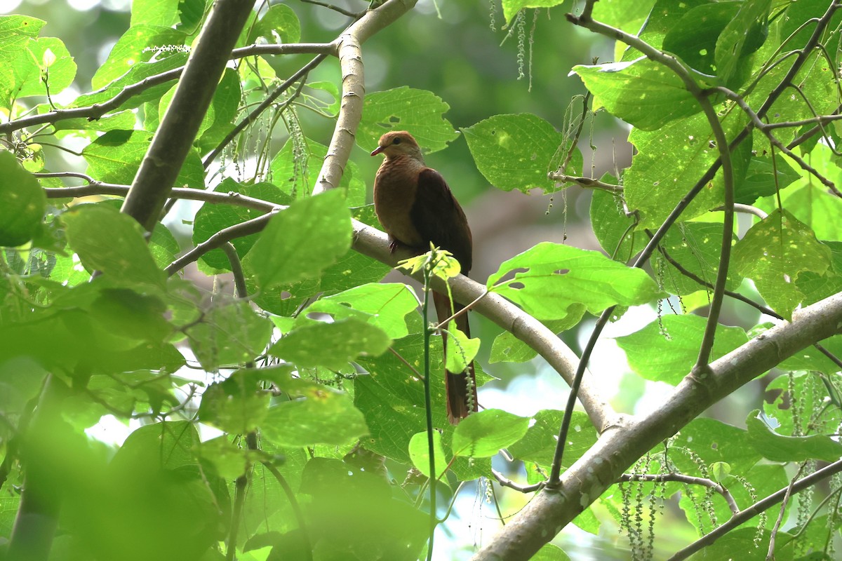 Sultan's Cuckoo-Dove (Sulawesi) - ML593311541