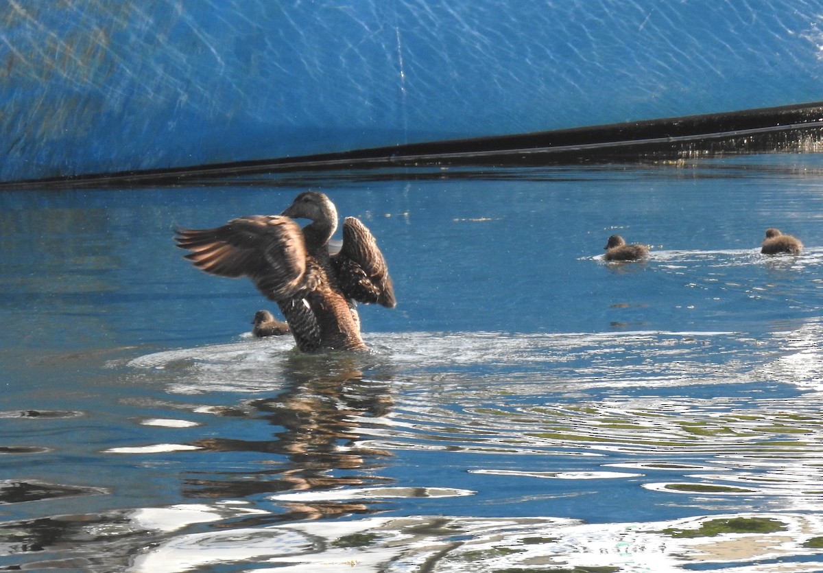 Common Eider - ML593311871