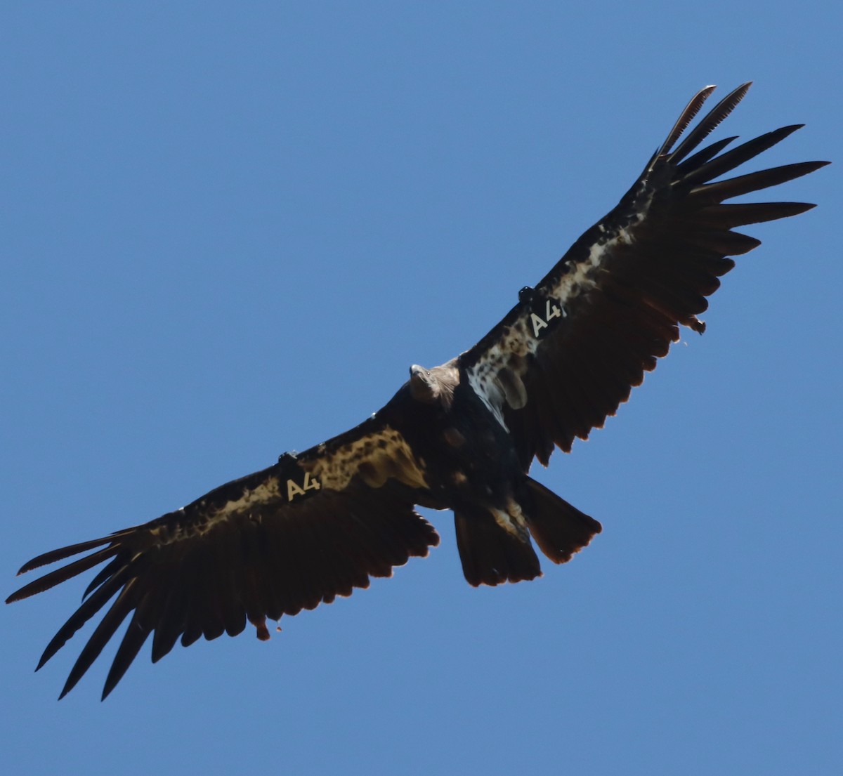 Condor de Californie - ML593312171