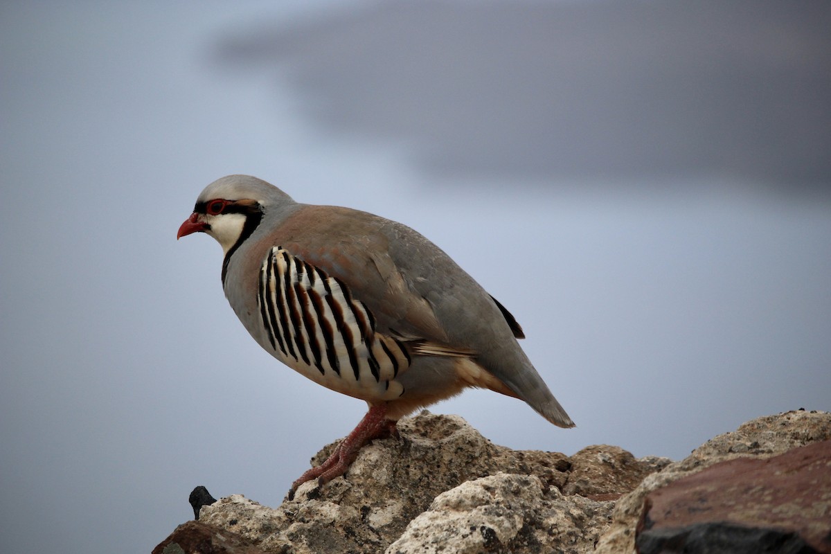 Chukar - ML593312231