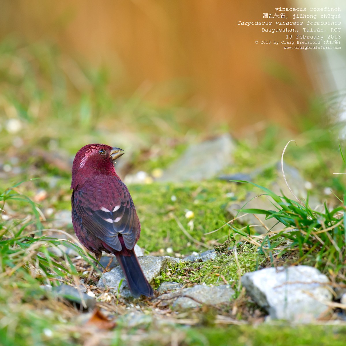 Taiwan Rosefinch - Craig Brelsford