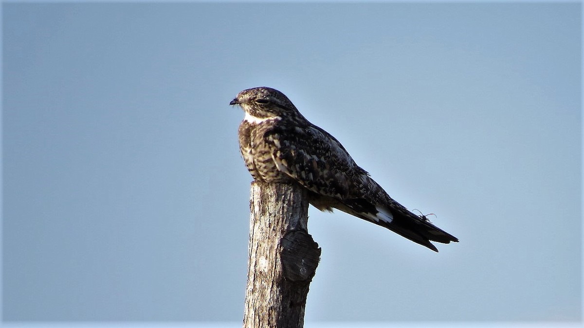 Lesser Nighthawk - Alex Loya