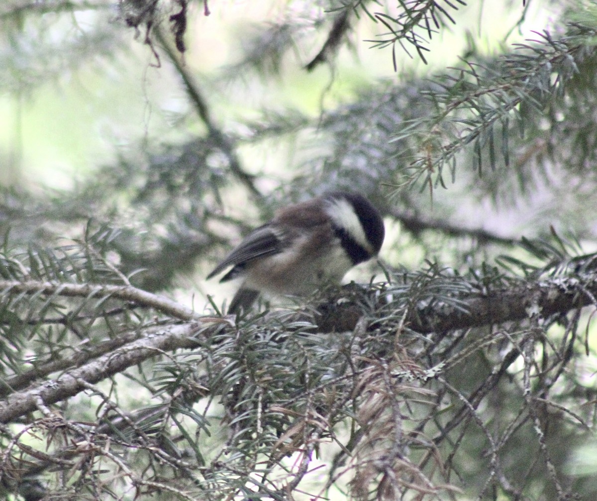 Chestnut-backed Chickadee - Adrien C