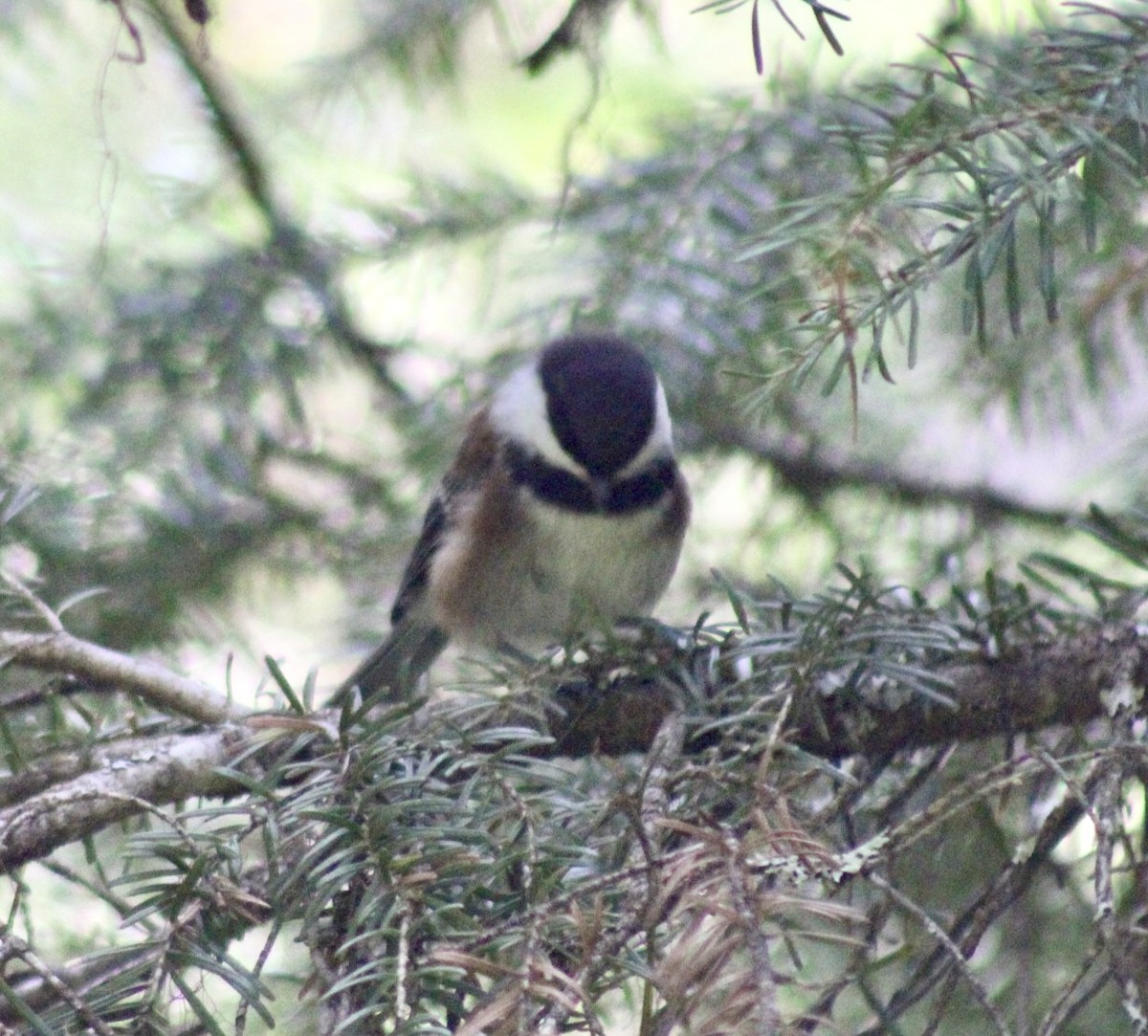 Chestnut-backed Chickadee - Adrien C