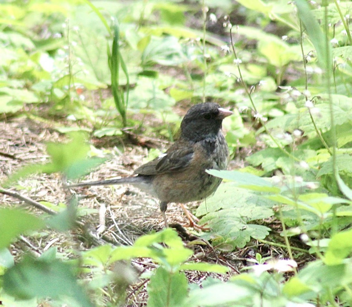 Dark-eyed Junco - ML593313311