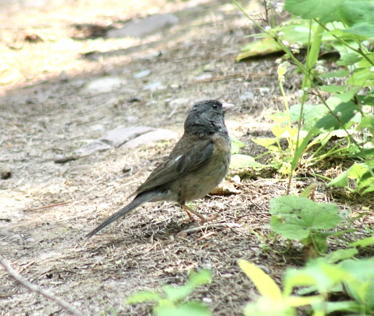 Dark-eyed Junco - ML593313321