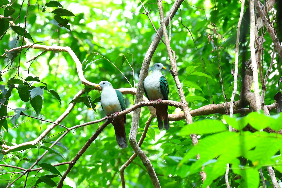 Maroon-chinned Fruit-Dove - ML593313421