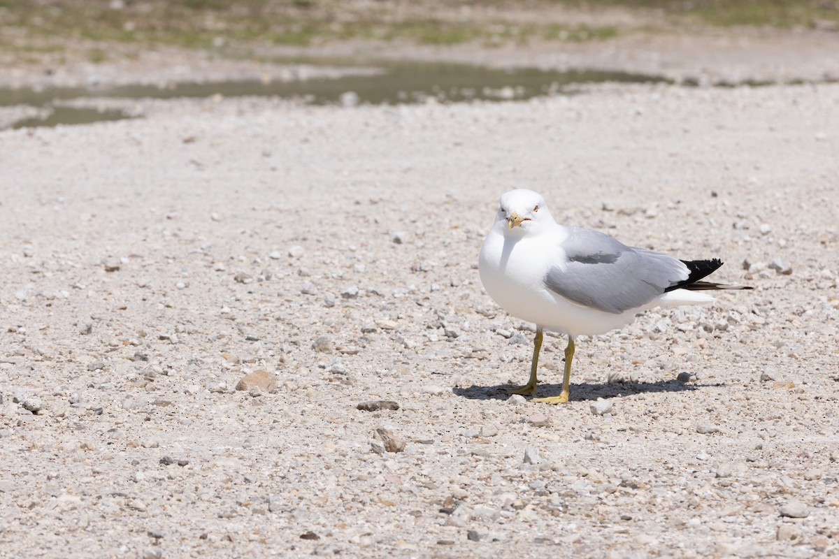 Ring-billed Gull - ML593313591