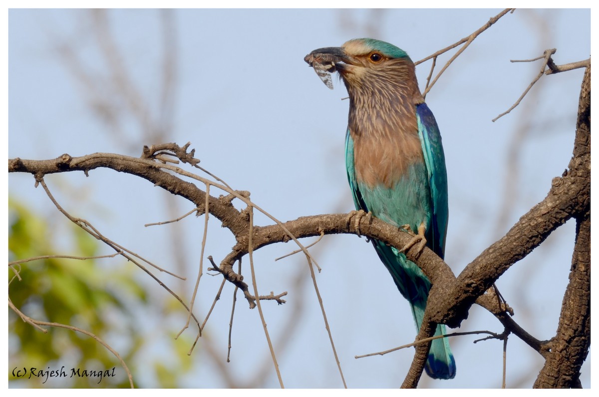 Indian Roller - Rajesh Mangal