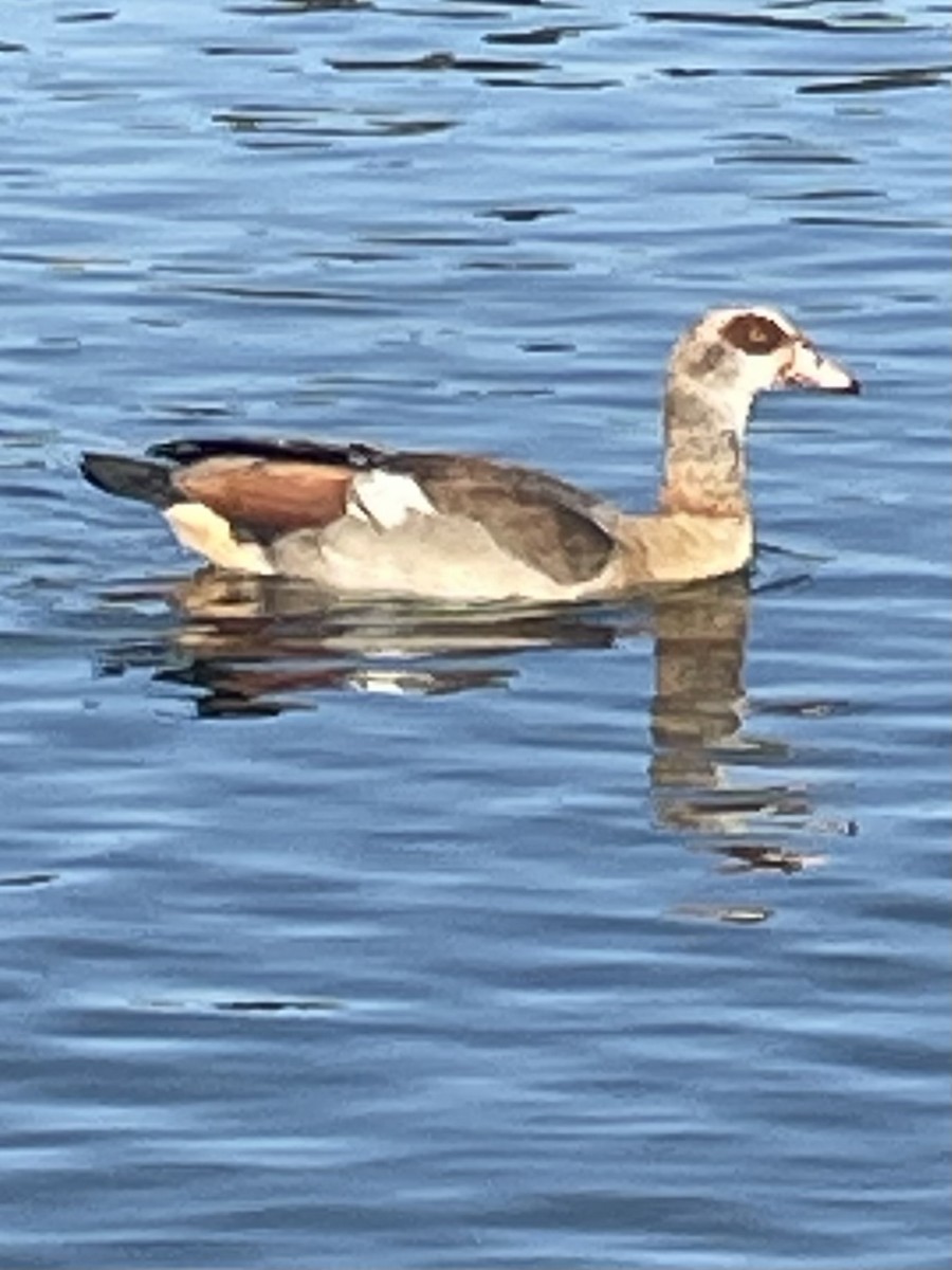 Egyptian Goose - ML593313921