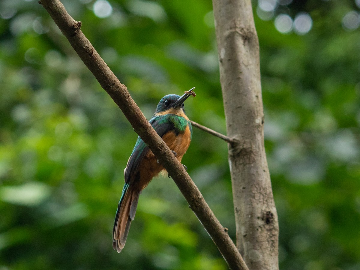 Jacamar à queue rousse - ML593314001