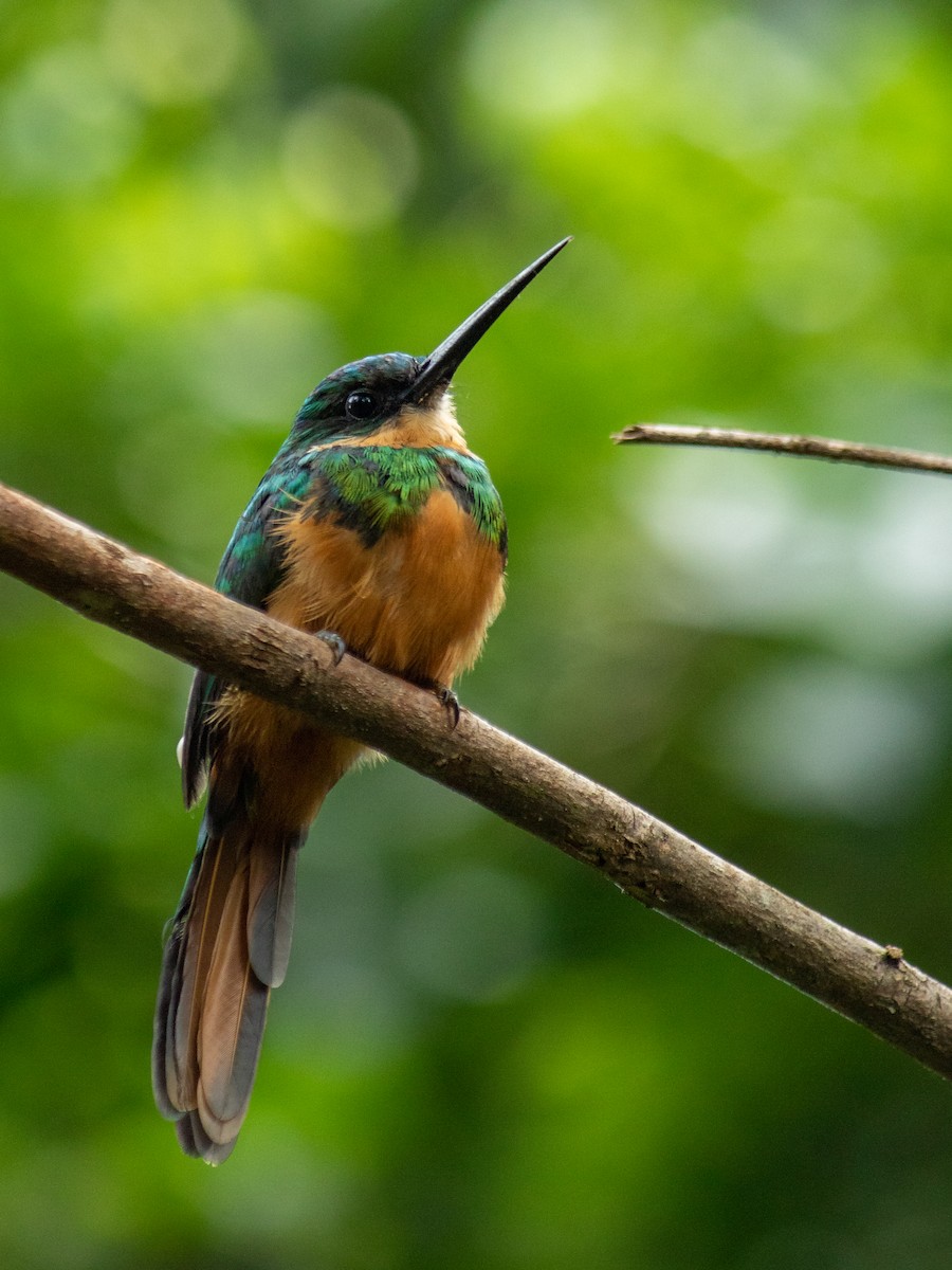 Jacamar à queue rousse - ML593314051