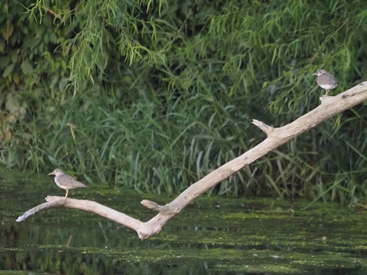 Spotted Sandpiper - Luc and Therese Jacobs