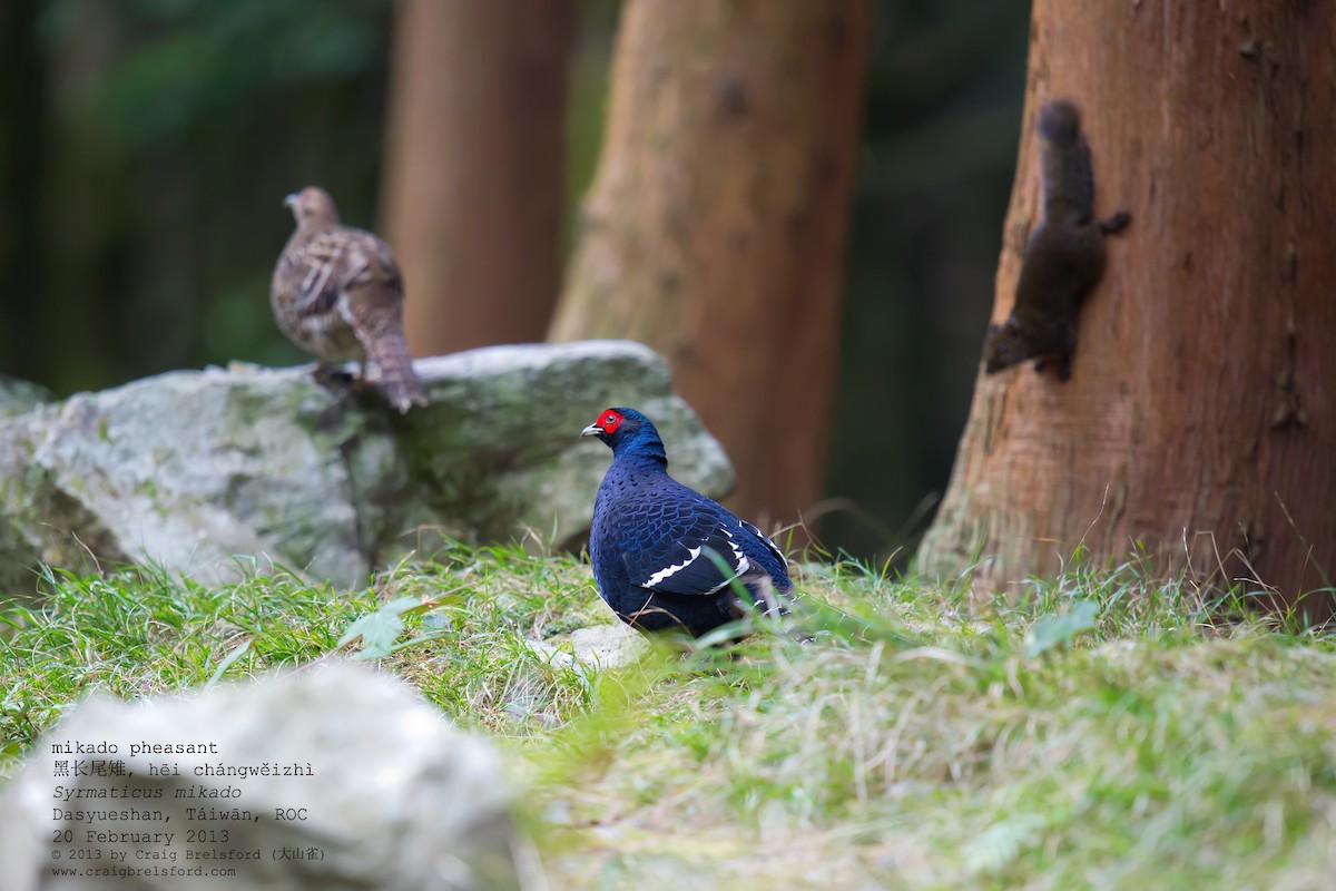 Mikado Pheasant - ML59331491