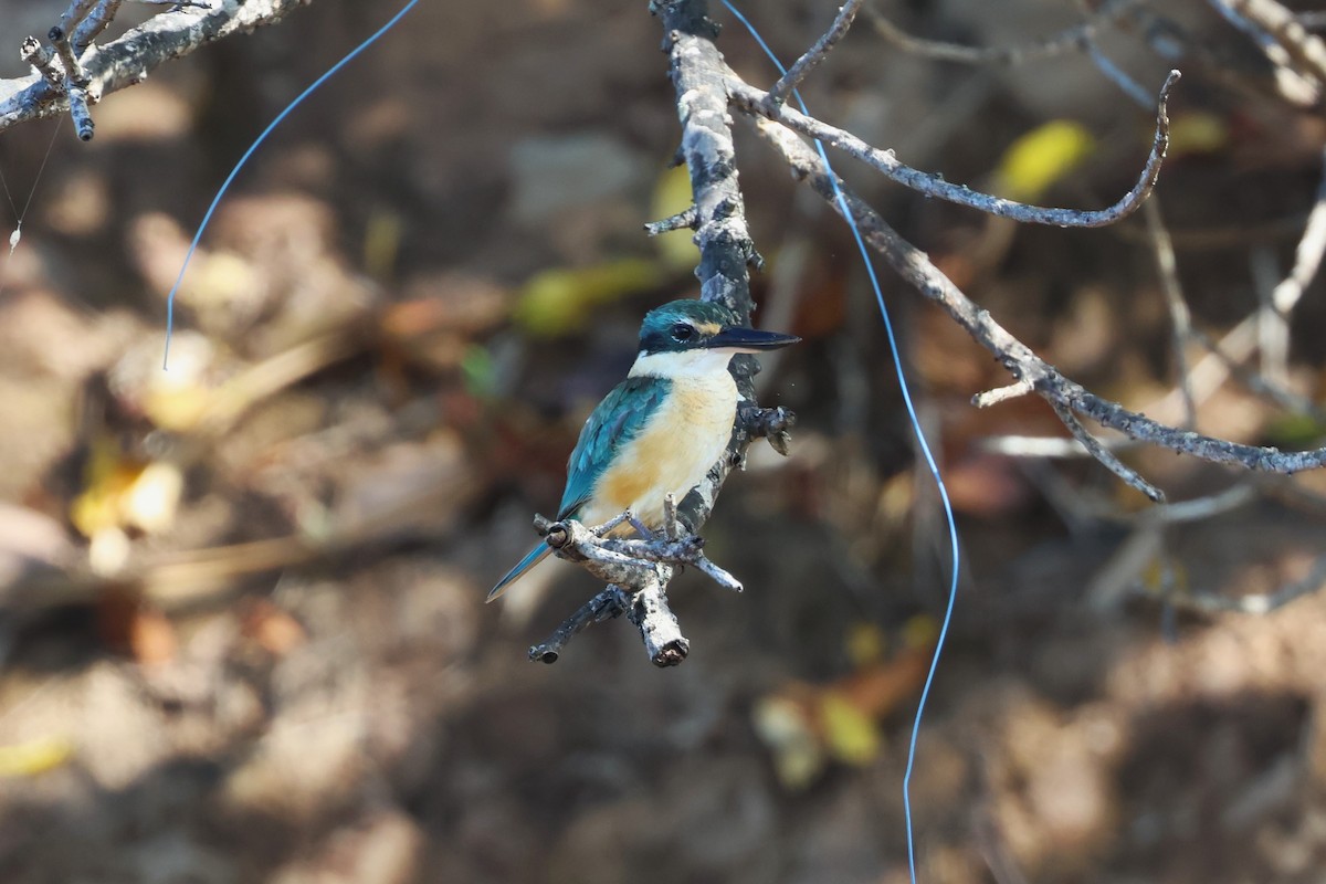 Sacred Kingfisher - 志民 蘇