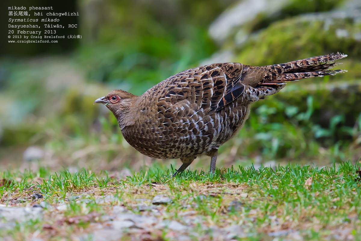 Mikado Pheasant - Craig Brelsford