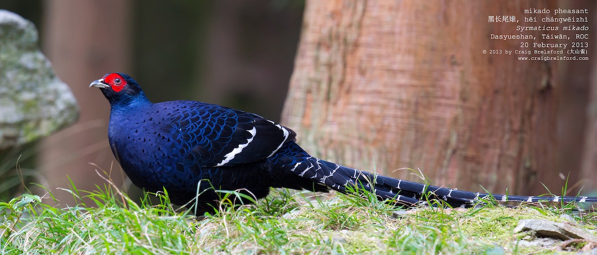 Mikado Pheasant - Craig Brelsford