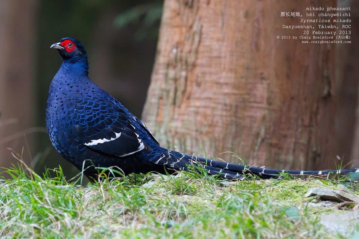 Mikado Pheasant - Craig Brelsford