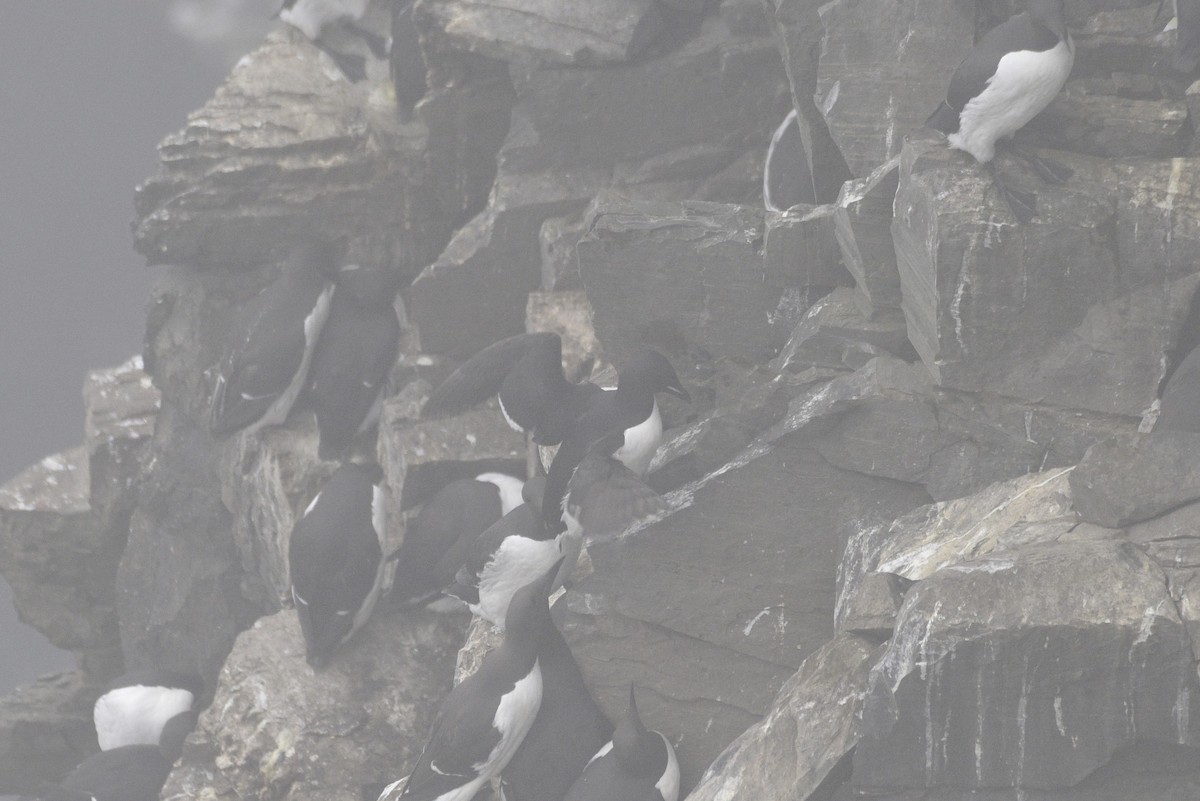 Thick-billed Murre - ML593315901