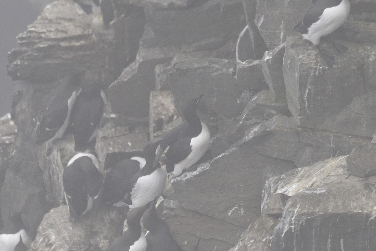 Thick-billed Murre - ML593315911