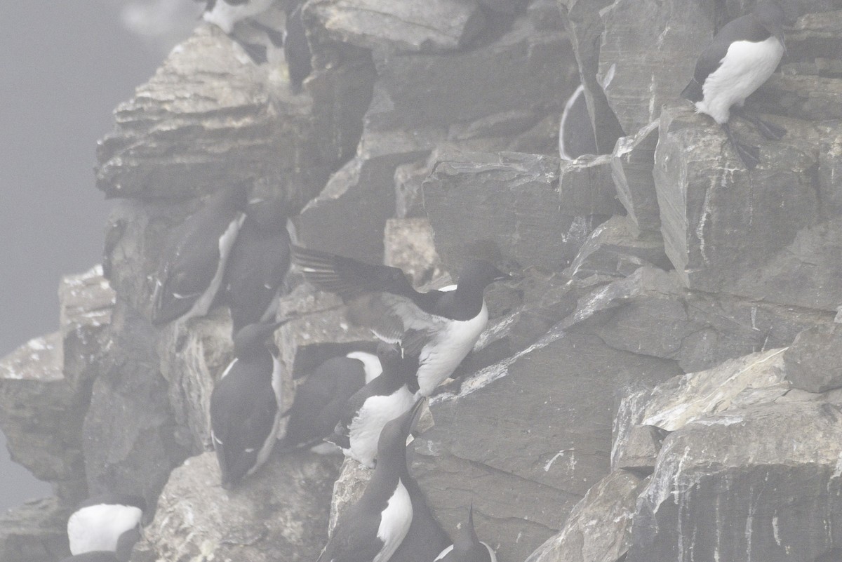 Thick-billed Murre - ML593315931