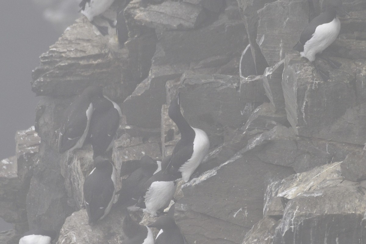 Thick-billed Murre - ML593315941