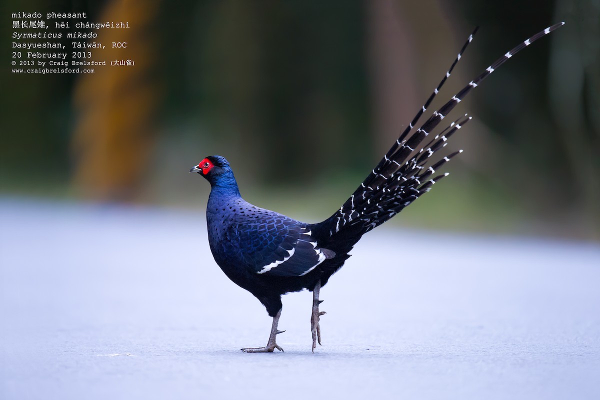 Mikado Pheasant - Craig Brelsford