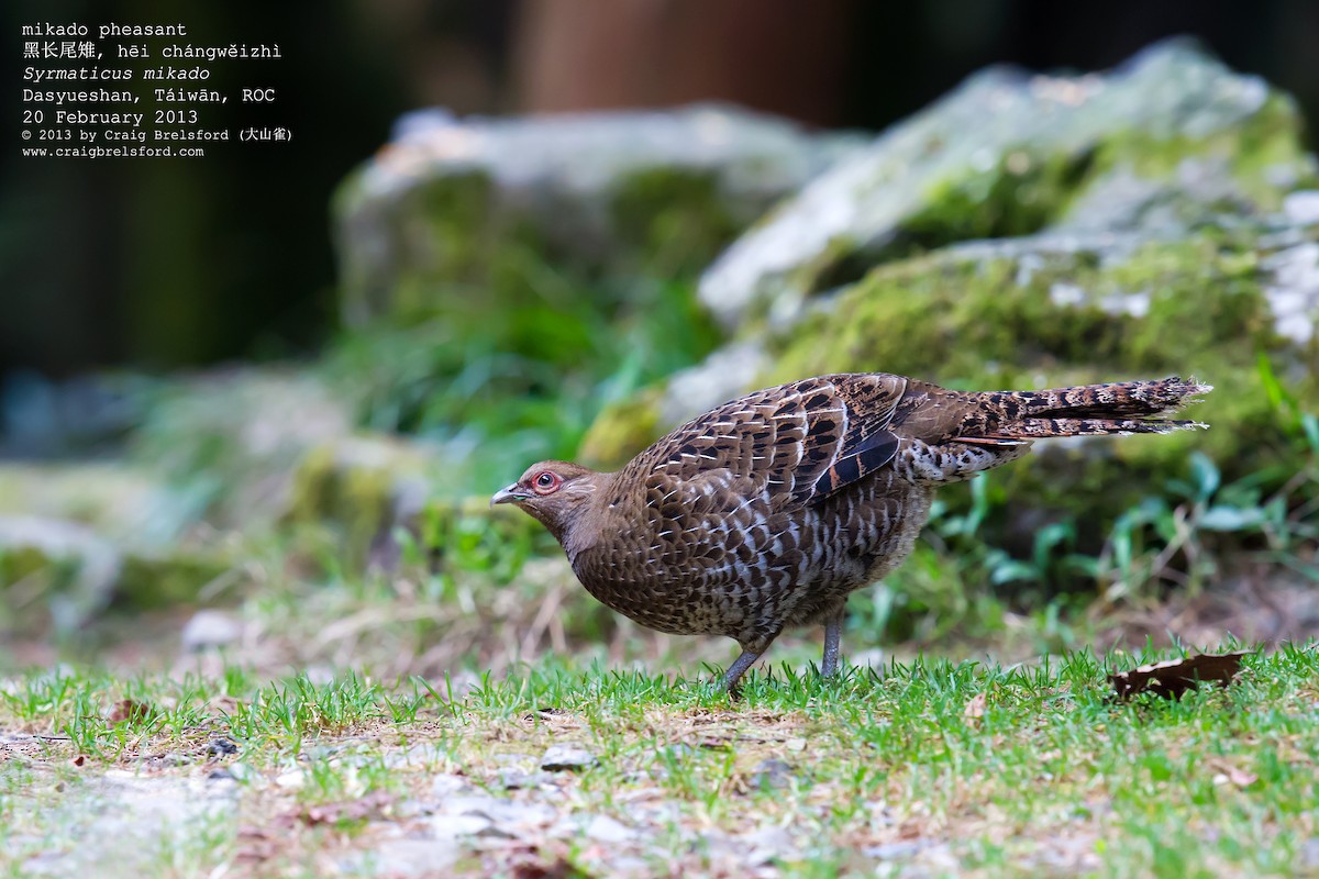 Mikado Pheasant - ML59331621