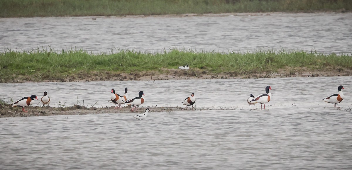 Common Shelduck - Jill Dale