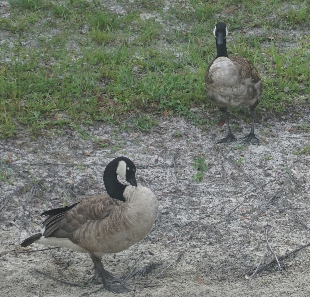 Canada Goose - ML593316601