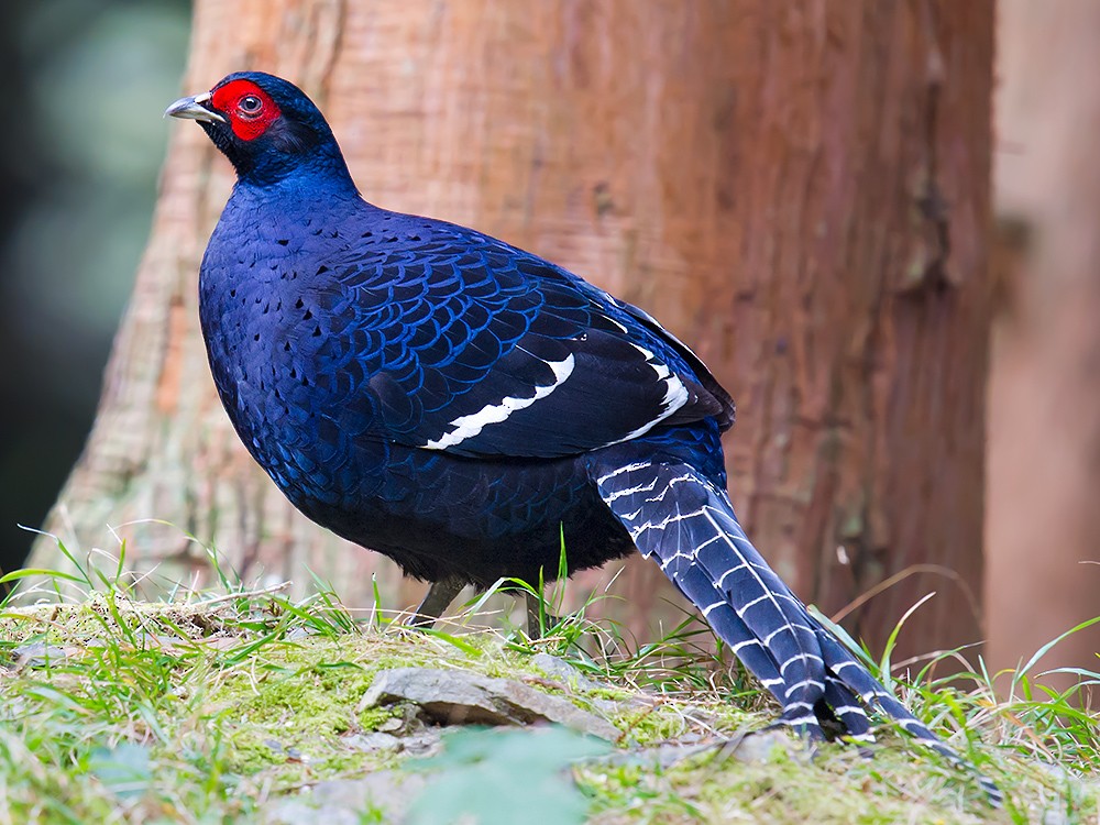 Mikado Pheasant - Craig Brelsford