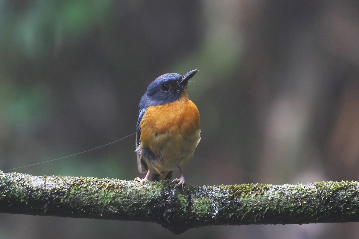 Sulawesi Blue Flycatcher - 志民 蘇