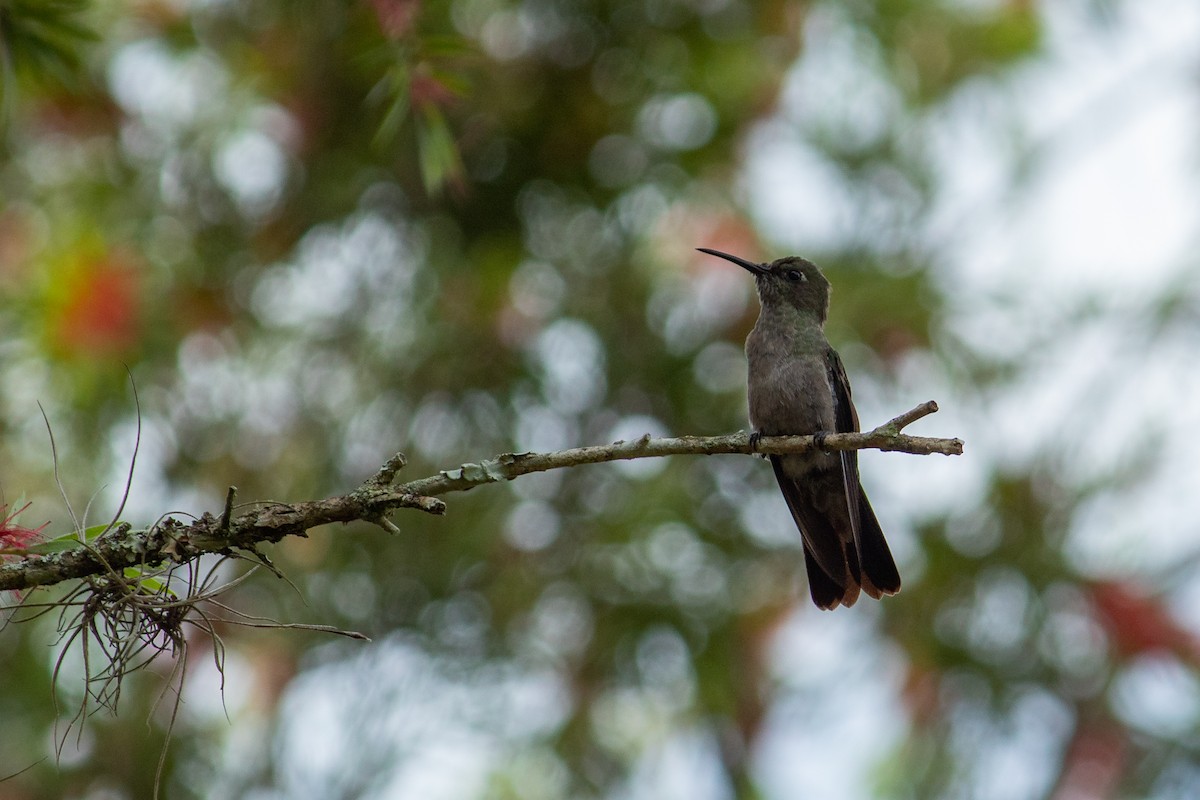 Sombre Hummingbird - ML593317401