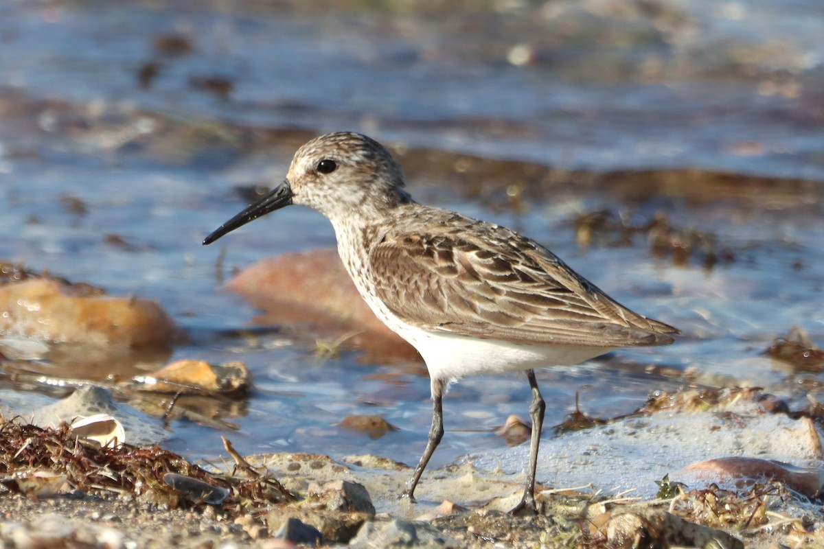 Western Sandpiper - Vincent O'Brien