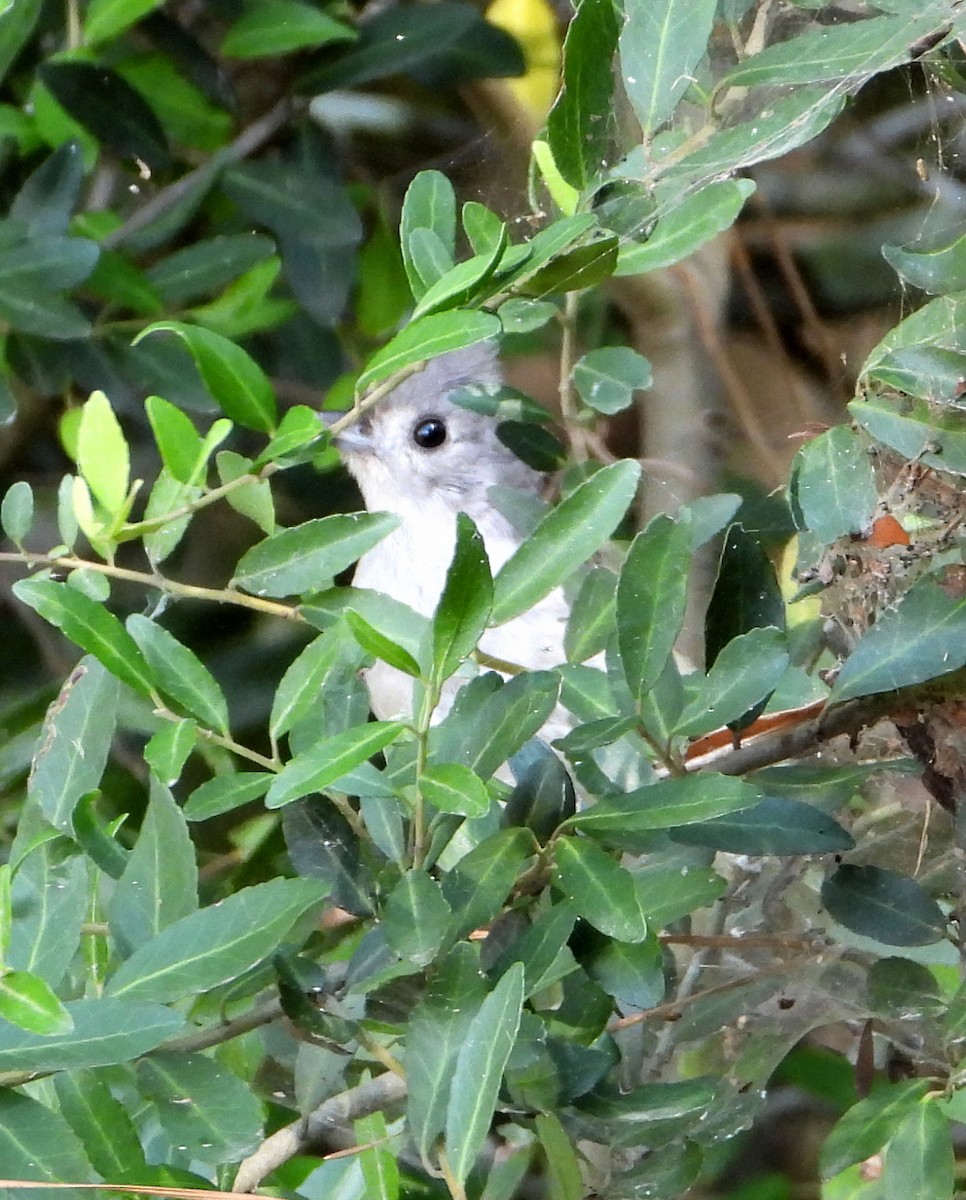 Tufted Titmouse - ML593318901