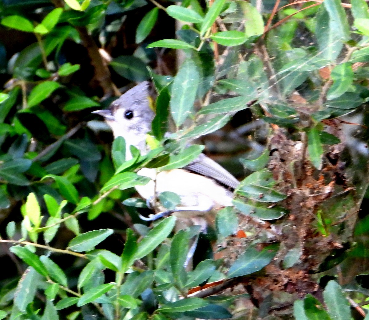 Tufted Titmouse - ML593318911