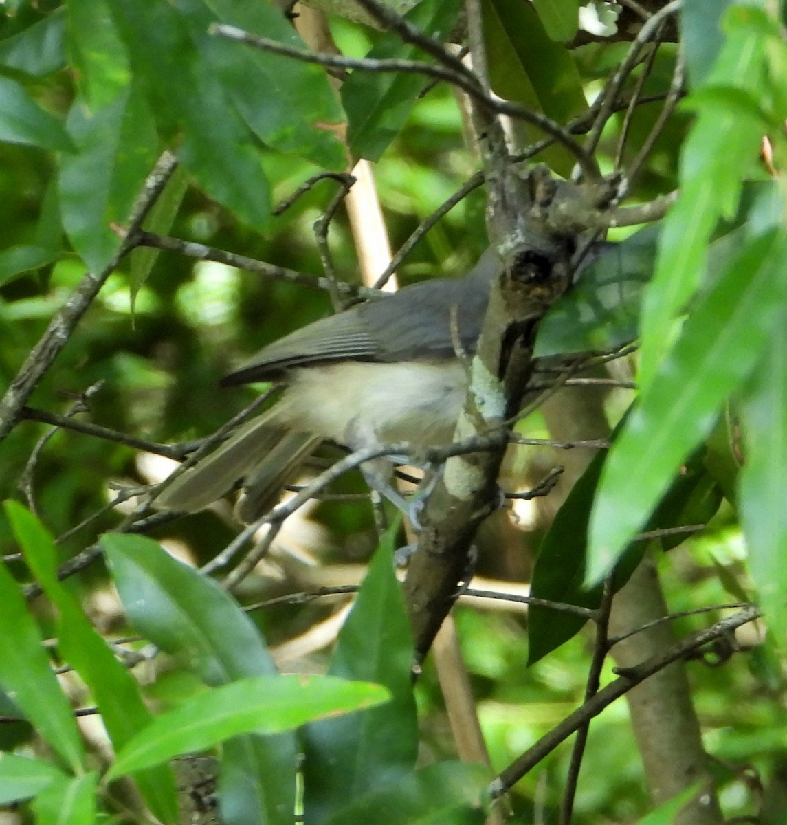 Tufted Titmouse - ML593318921