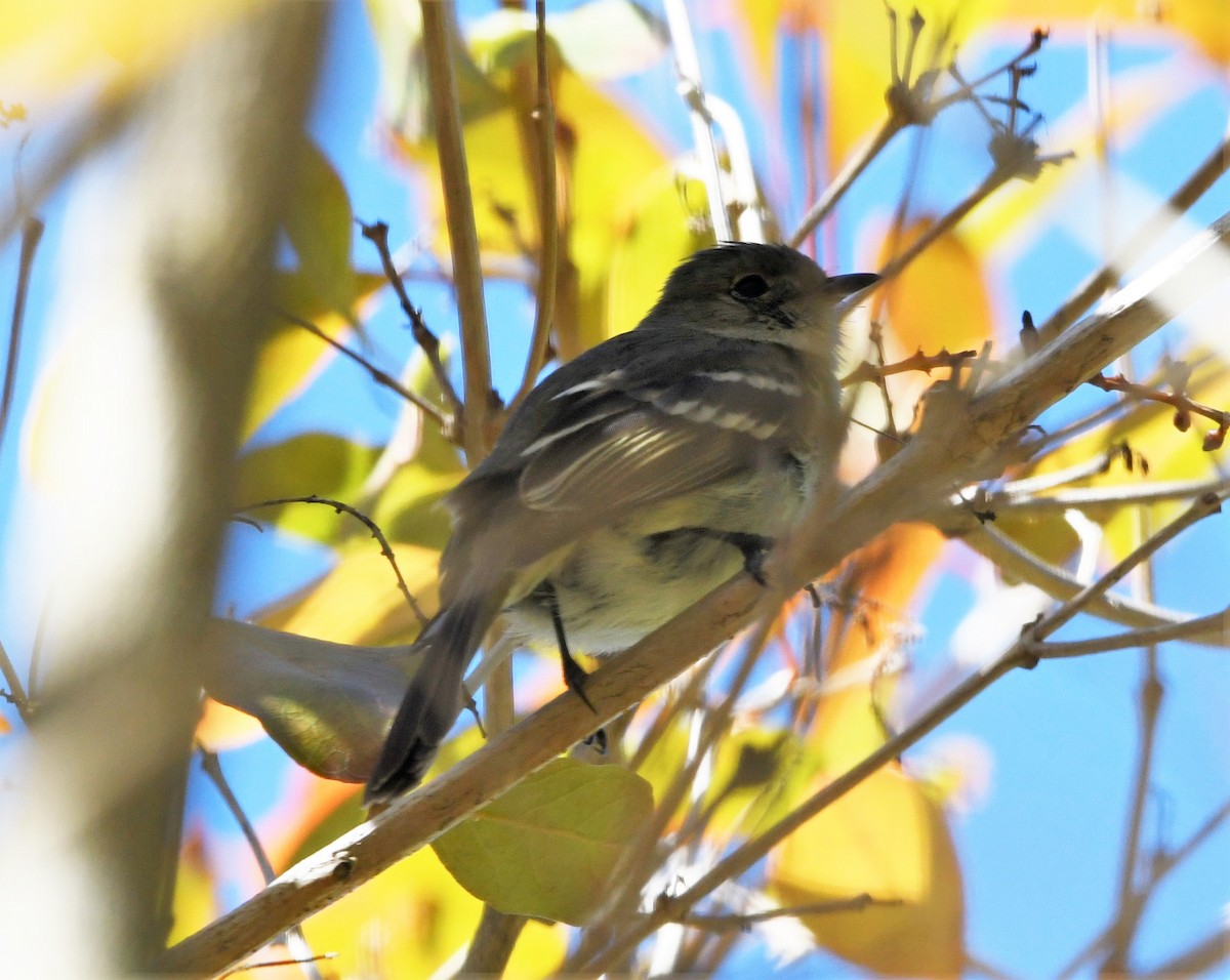 Greater Antillean Elaenia (Hispaniolan) - ML593319051