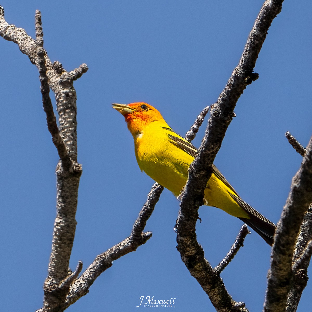 Western Tanager - ML593319341