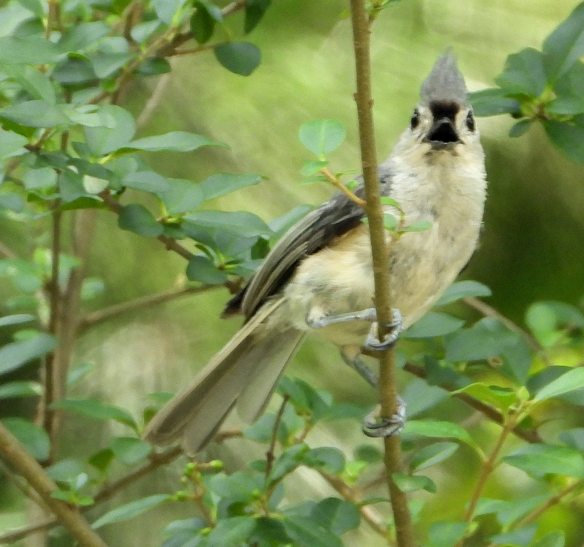 Tufted Titmouse - ML593320041