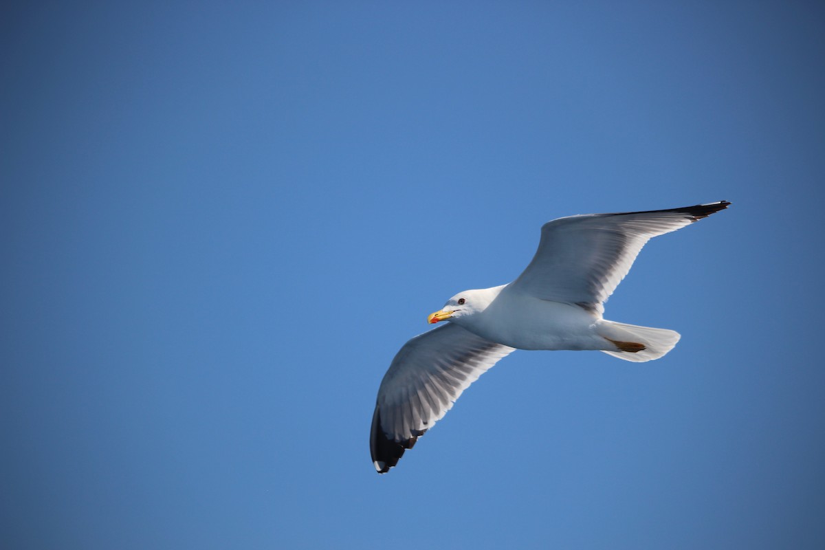 Gaviota Patiamarilla - ML593320431