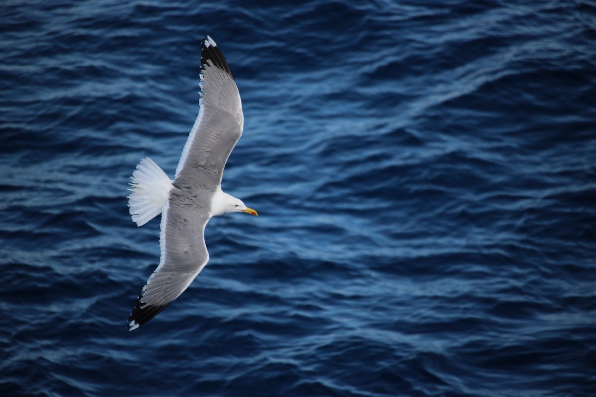 Gaviota Patiamarilla - ML593320441