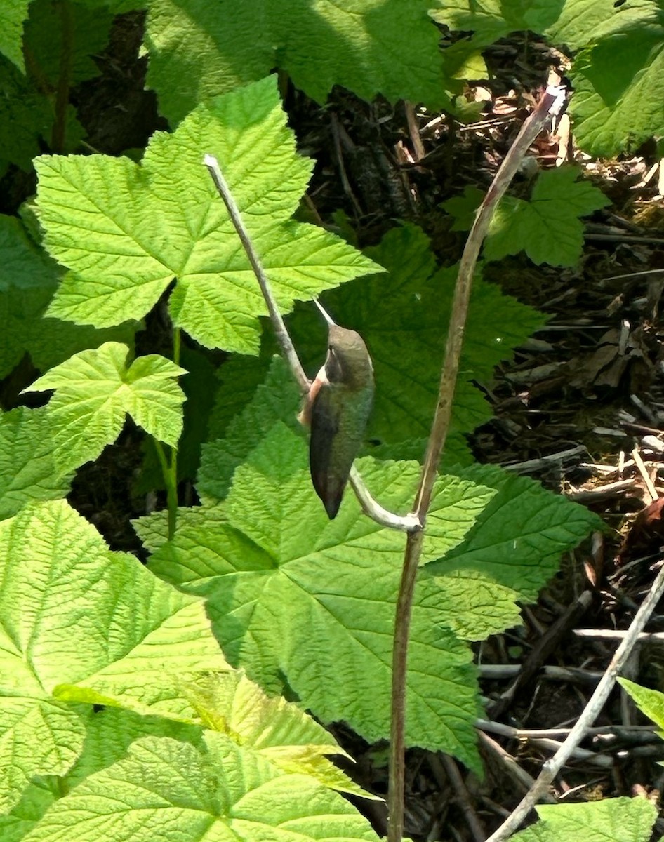 Colibrí Rufo - ML593320781