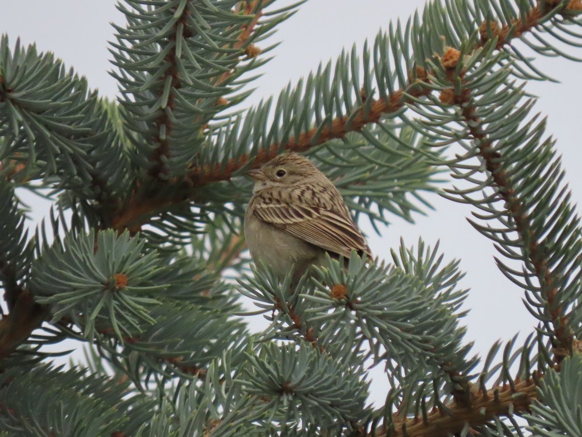 Brewer's Sparrow - Nate Bond