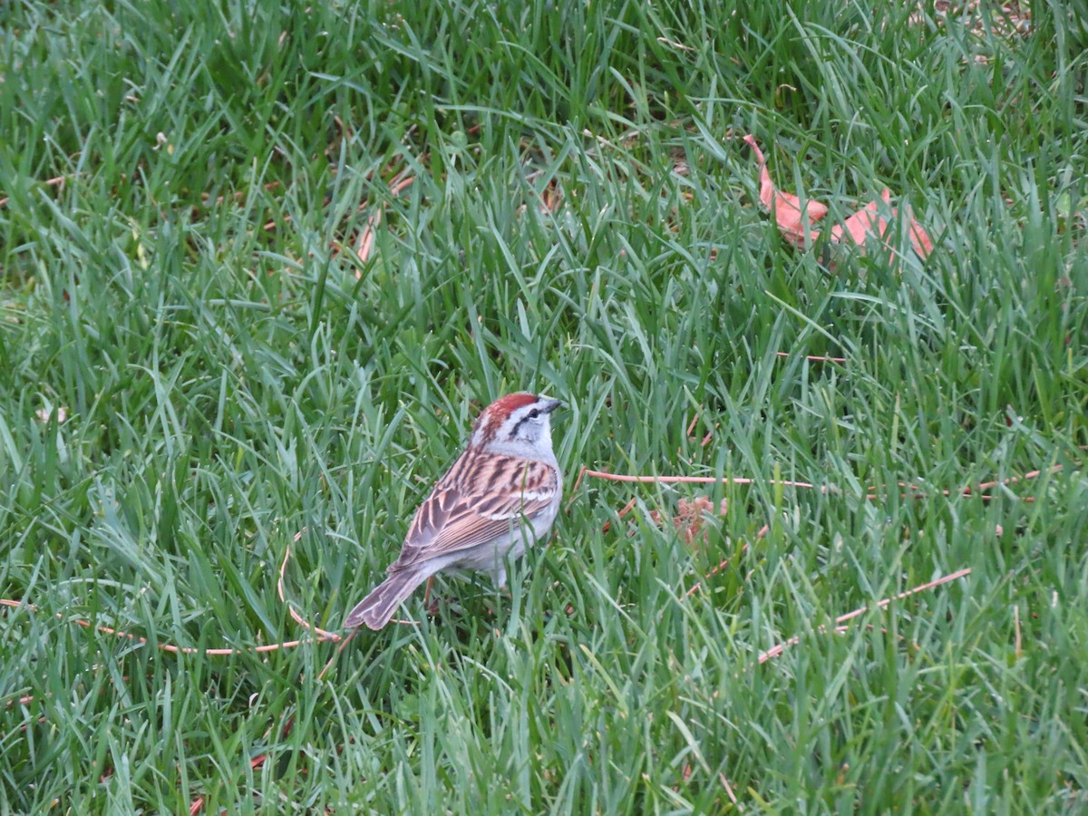 Chipping Sparrow - Nate Bond